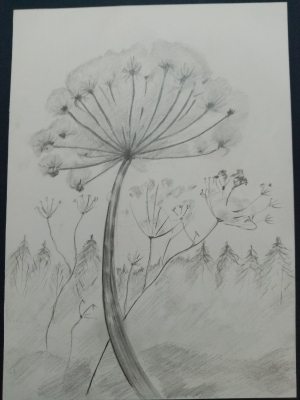 Т. Коробкина Цветы зимой, 2021 г. бумага, карандаш